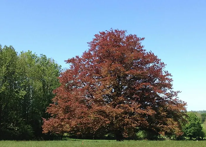 Au Chateau La Lucerne-dʼOutremer